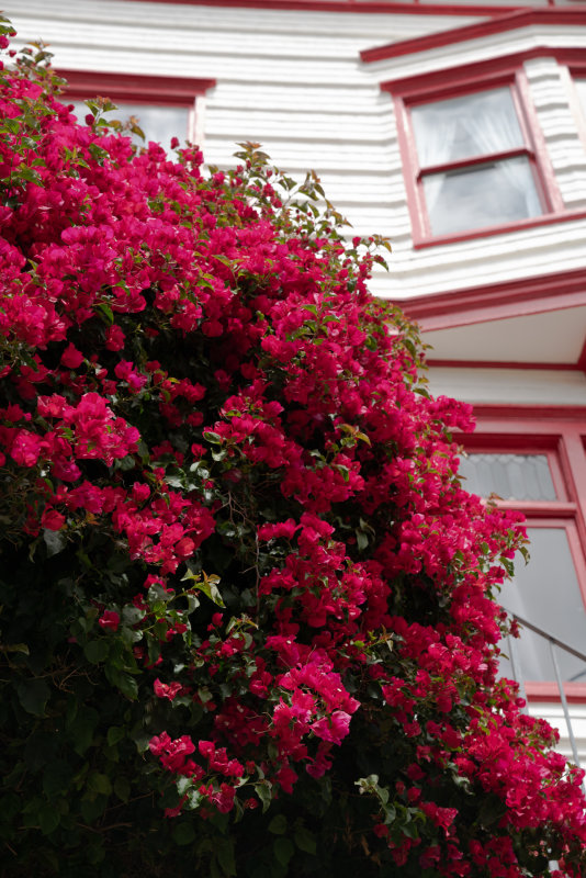 Larkin Street Bougainvillea