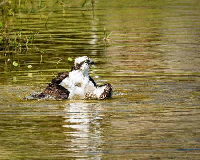 Osprey_Bathing