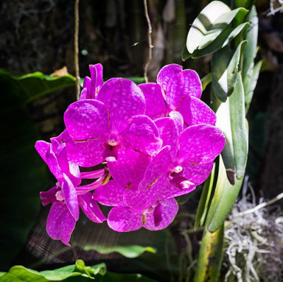 Purple_Orchid