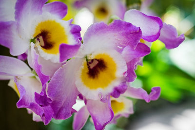Purple_White_n_Yellow_Orchid