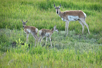 Doe_n_2_Fawns