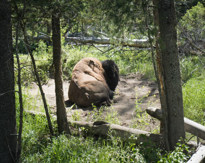 Lazy_Bison