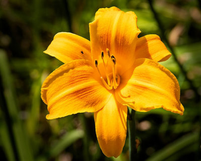 Gold_Day_Lily
