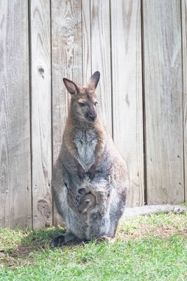 Wallaby_w_Joey_in_Pouch