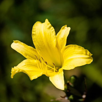 Yellow_Day_Lily