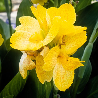 Yellow_Iris