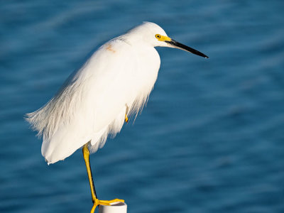 Snowy_Egret_on_Pipe