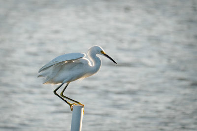 Snowy_Egret_on_Pipe