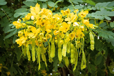 Yellow_Blooms_w_Hanging_Pods[