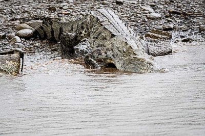 Crocodile_Entering_River