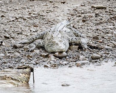 Crocodile_on_River_Bank