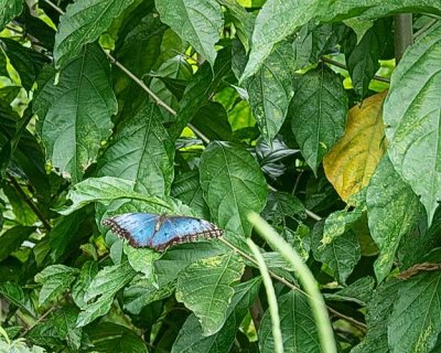 Blue_Winged_Butterfly