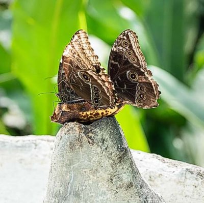 Brown_n_Yellow_Butterfly