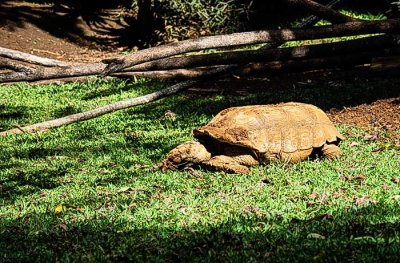 Muddy_Tortoise010228.jpg