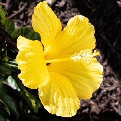 Our Yelo Hibiscus