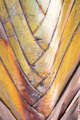 Palm Detail