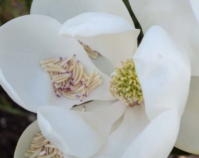 New Bloom Magnolia
