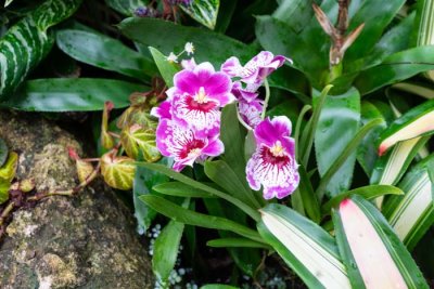  Purple Orchid