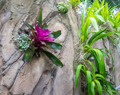 Flower Growing out of Rock-9987.jpg