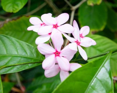 Pink Blooms