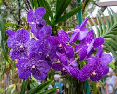 Purple Orchid-9934.jpg