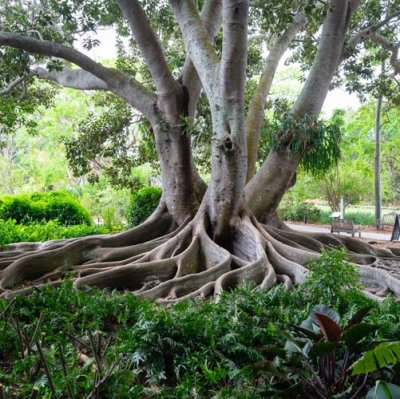 Tree Roots