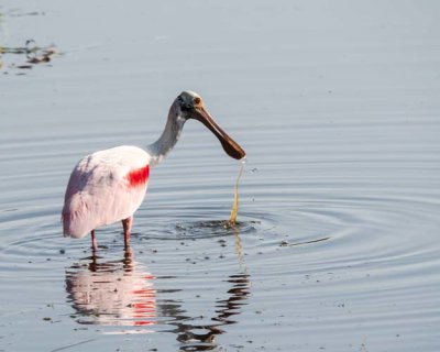 Spoonbill Dripping Water