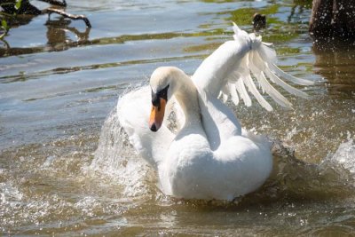 Swan Bathing