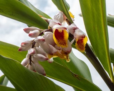 Pretty Flower