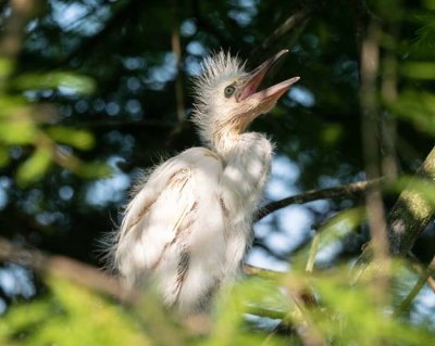 Hungry Chick