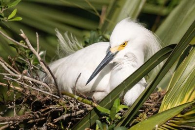 Snowy Egret on Nest