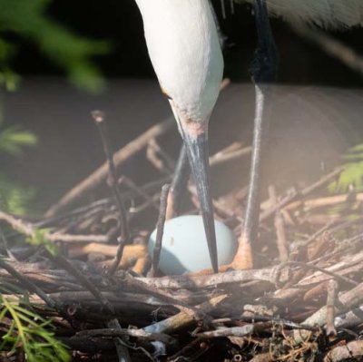 Snowy Egret w Egg