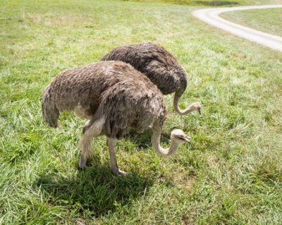 2 Ostriches