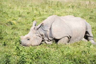 Relaxed Rhino