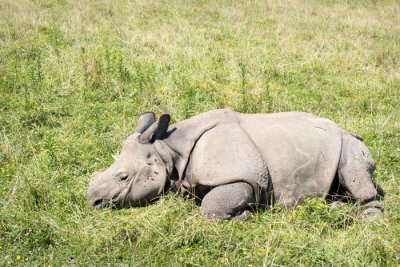 Relaxed Rhino Calf