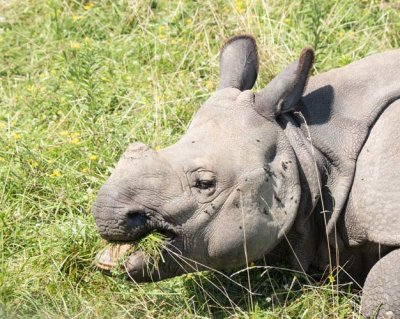 Rhino Calf Dining