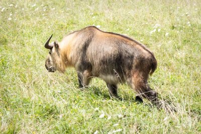 Sichuan Takin