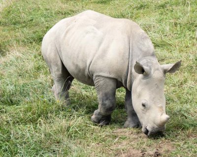 Southern White Rhino Calf