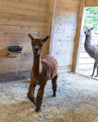 Alpaca Coming Toward Me