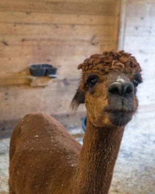 Alpaca Looking at  Me