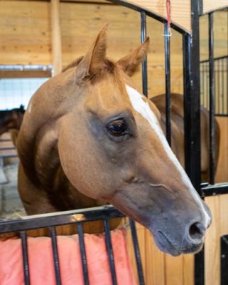 Big Horse Portrait