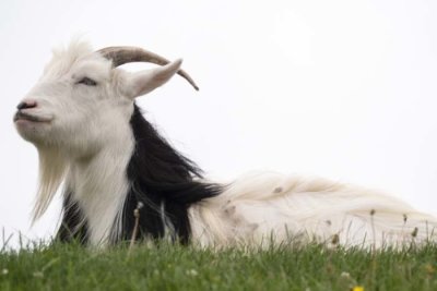 Contented Goat