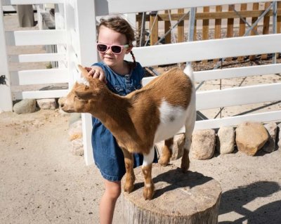 Petting Young Goat