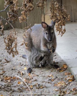 Wallaby