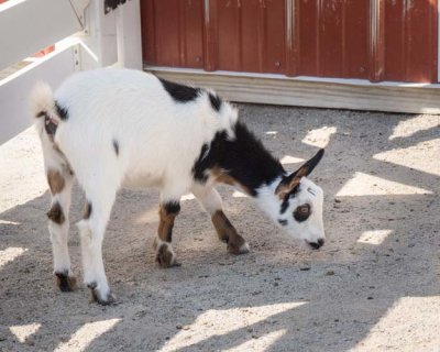 Young Multicolored Goat