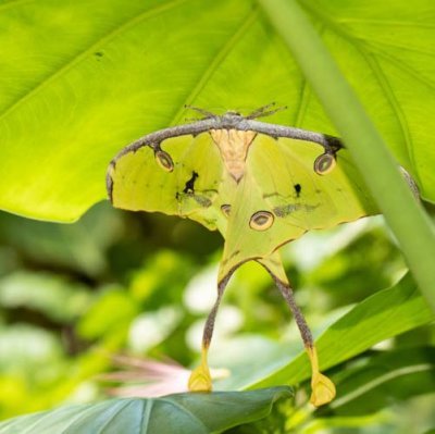Camouflaged Moth