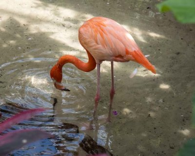 Flamingo Scarlett or Rhett