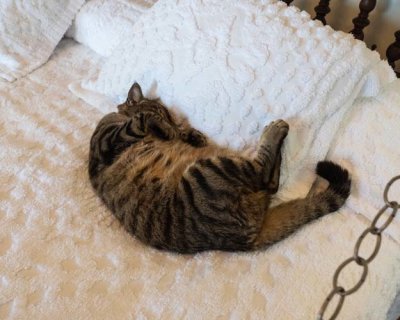 Hemingway Cat on Bed