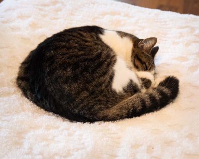 Hemingway Cat on Bed