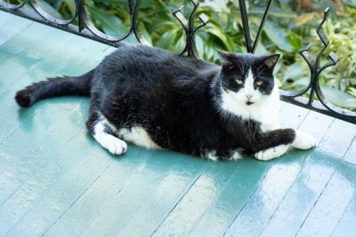 Hemingway Cat